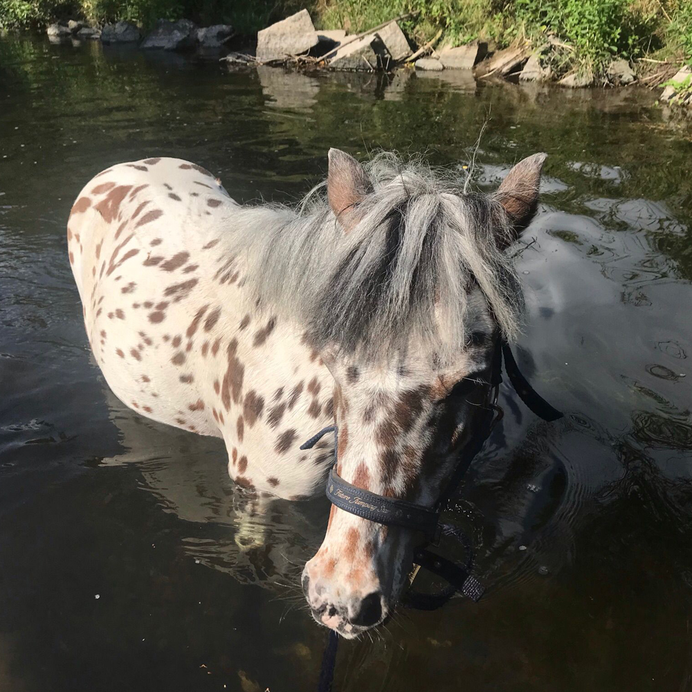 therapiepony_02